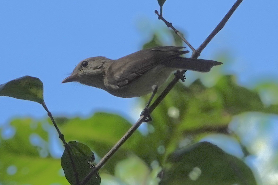 Gray Whistler - ML636215917