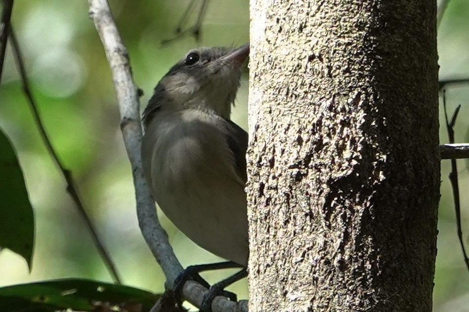 Gray Whistler - ML636215918