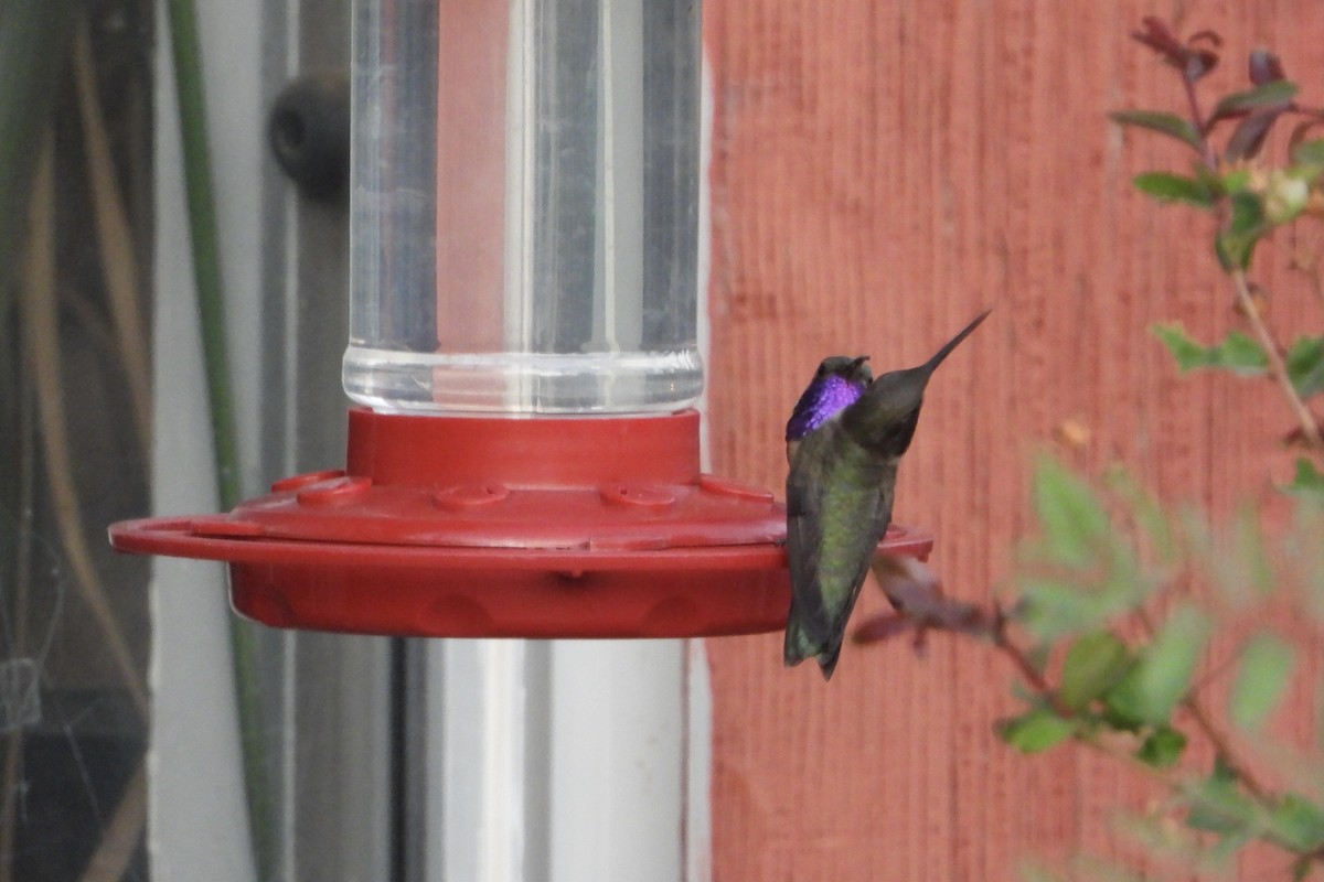 Lucifer Hummingbird - ML636215939