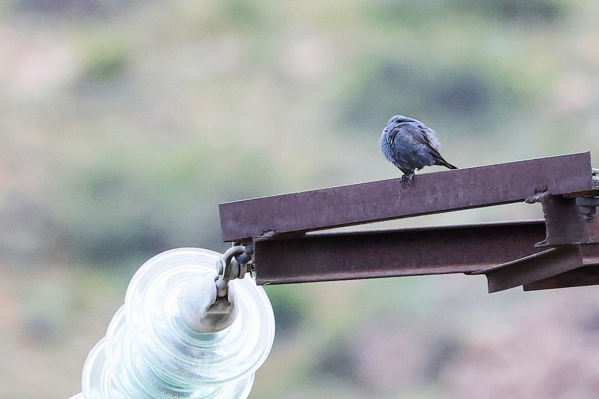 Blue Rock-Thrush - ML636216114
