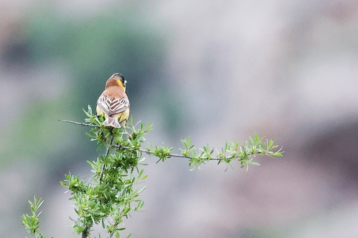 Black-headed Bunting - ML636216117