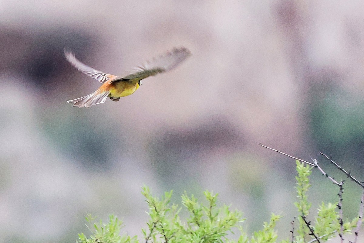 Black-headed Bunting - ML636216118
