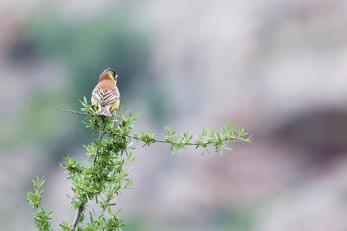 Black-headed Bunting - ML636216119