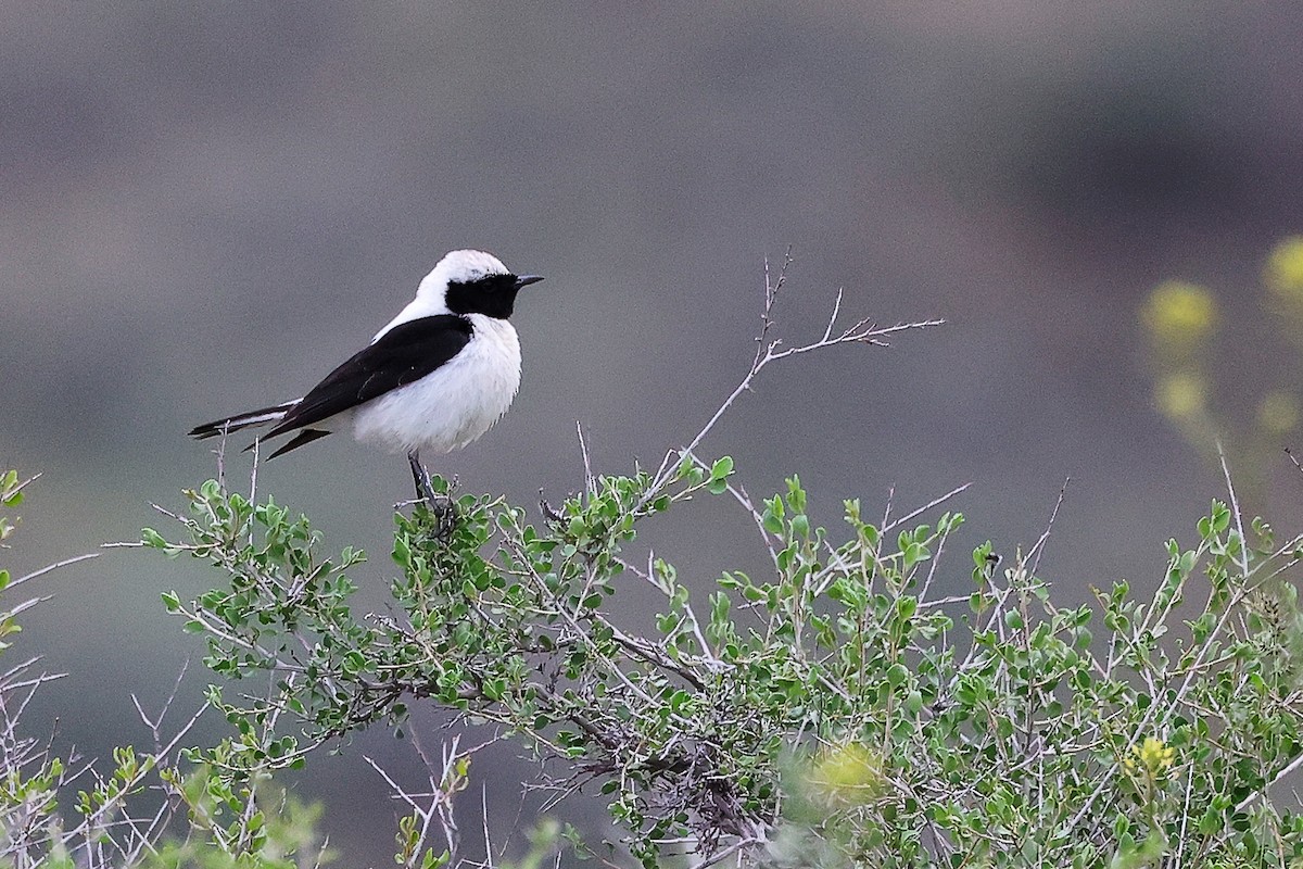 Eastern Black-eared Wheatear - ML636216121