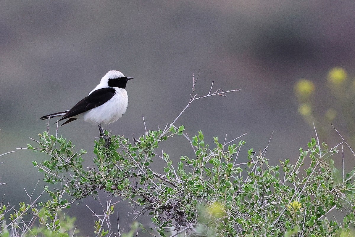 Eastern Black-eared Wheatear - ML636216122