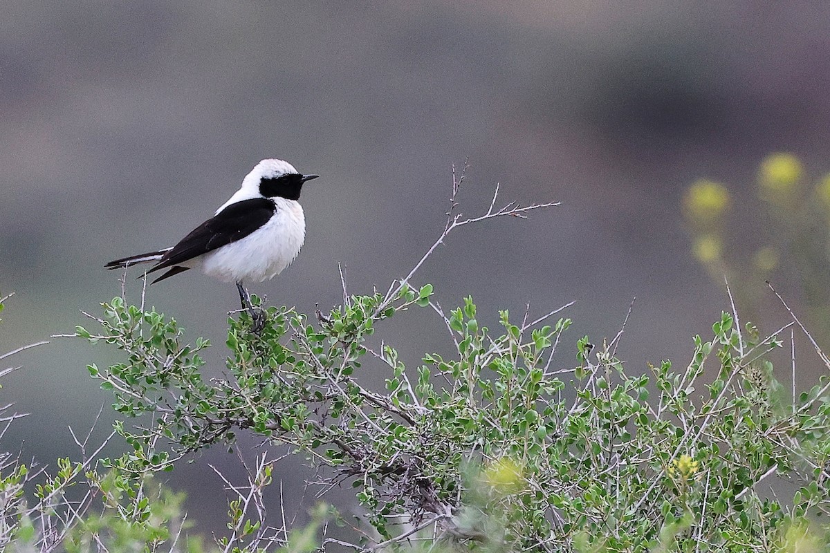 Eastern Black-eared Wheatear - ML636216123