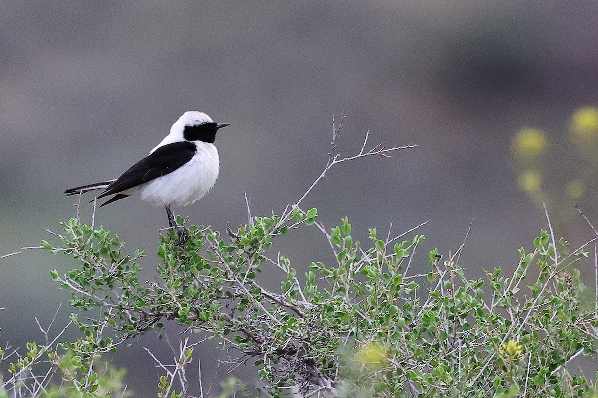 Eastern Black-eared Wheatear - ML636216124