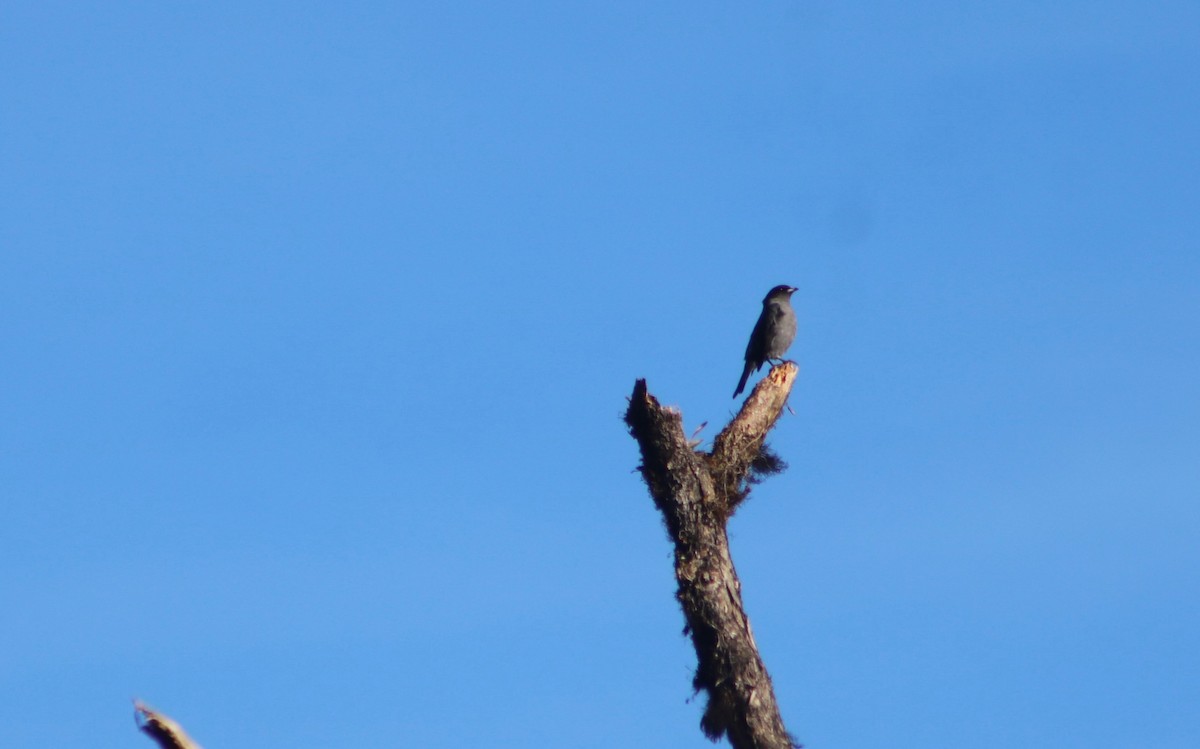 kotinga červenochocholkatá - ML636216145