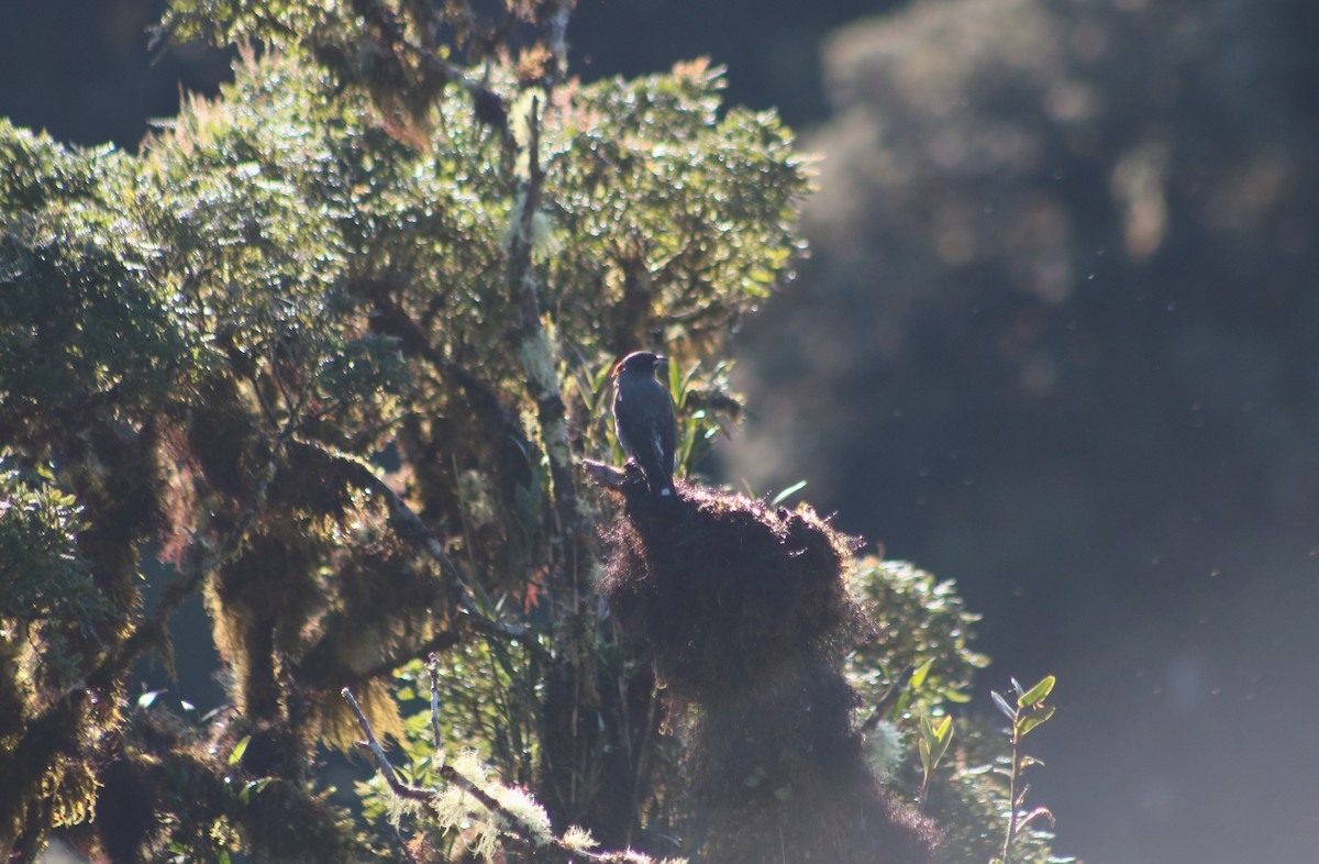 kotinga červenochocholkatá - ML636216149