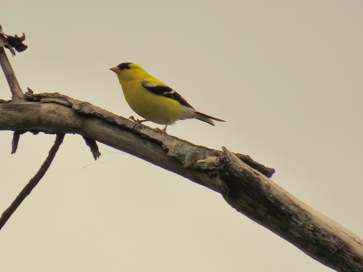 American Goldfinch - ML636216167