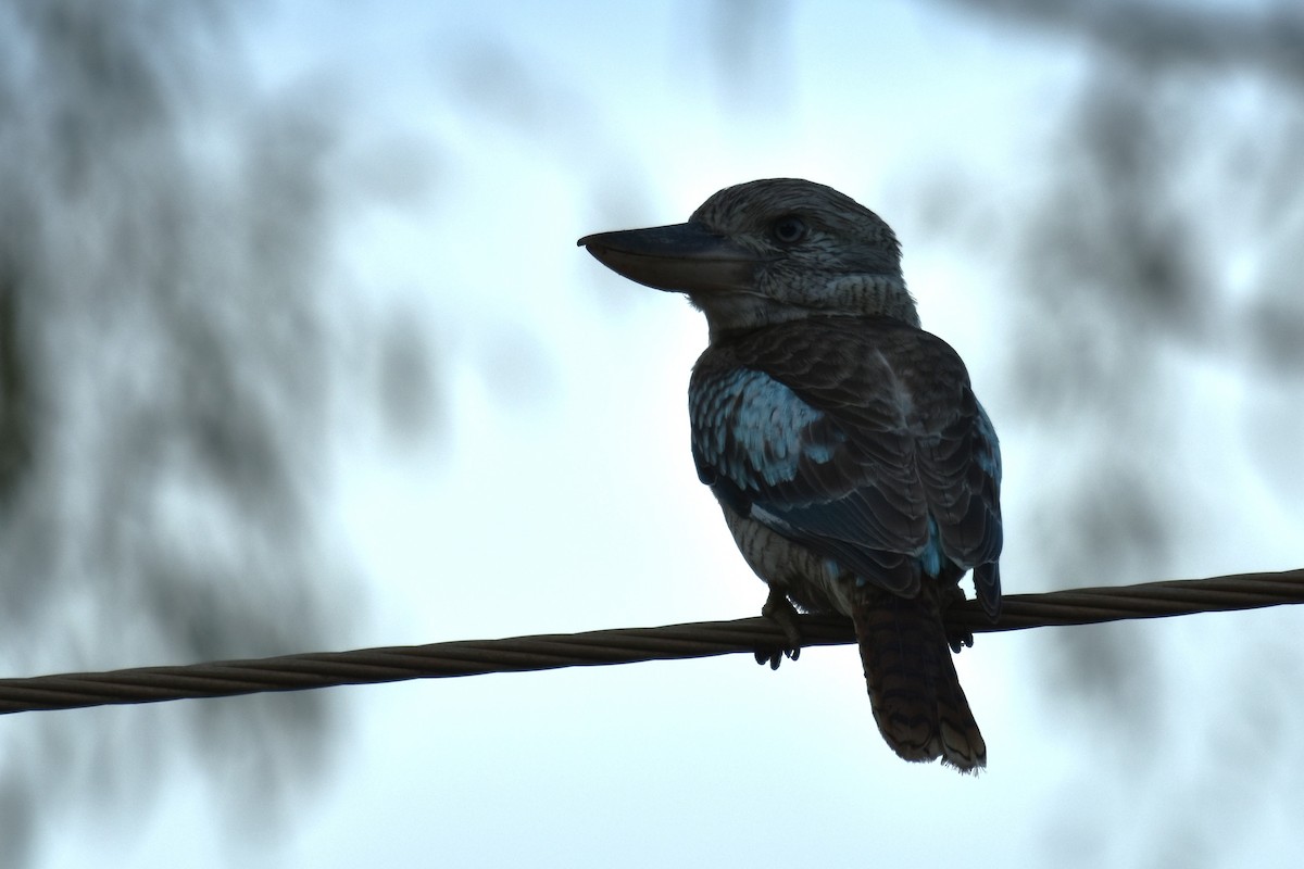 Blue-winged Kookaburra - ML636216179