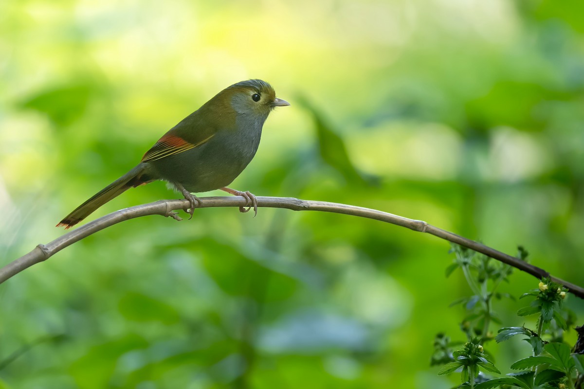 Emei Shan Liocichla - ML636216227