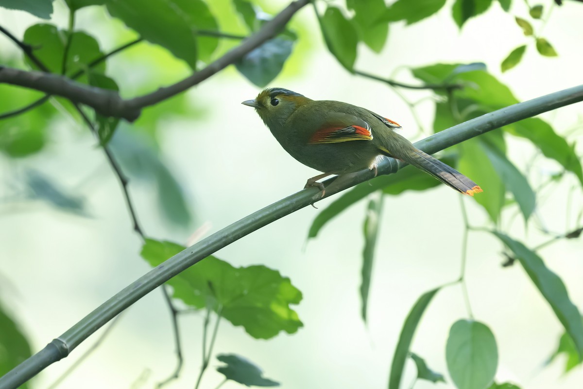 Emei Shan Liocichla - ML636216228
