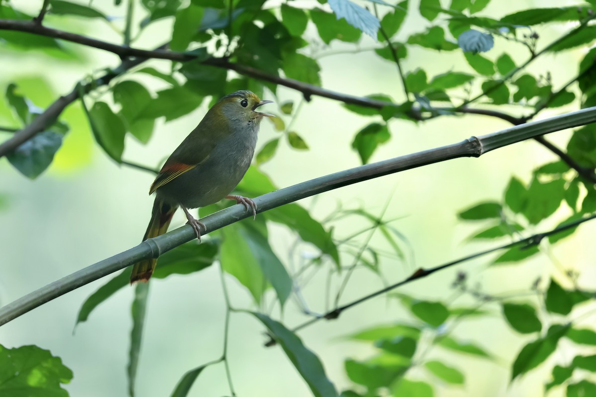 Emei Shan Liocichla - ML636216229