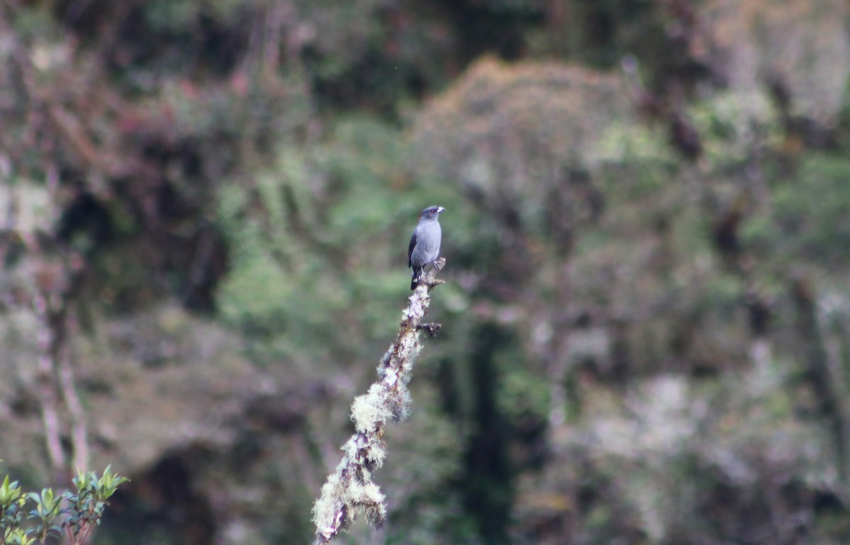 kotinga červenochocholkatá - ML636216245