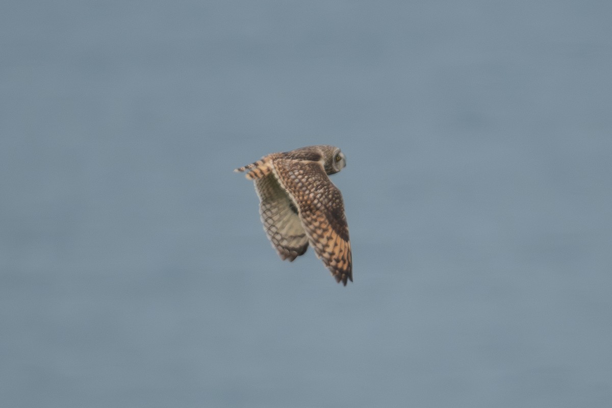 Short-eared Owl (Northern) - ML636216334