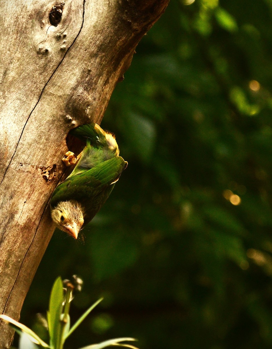 Lineated Barbet - ML636216356