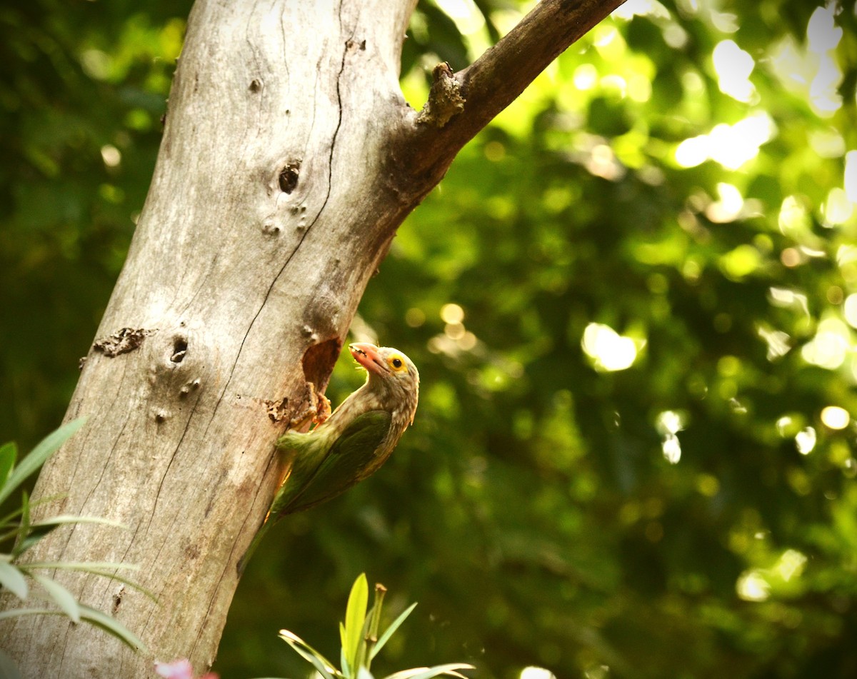 Lineated Barbet - ML636216357