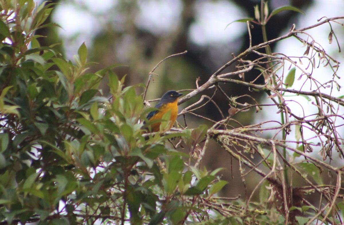 Lacrimose Mountain Tanager - ML636216383