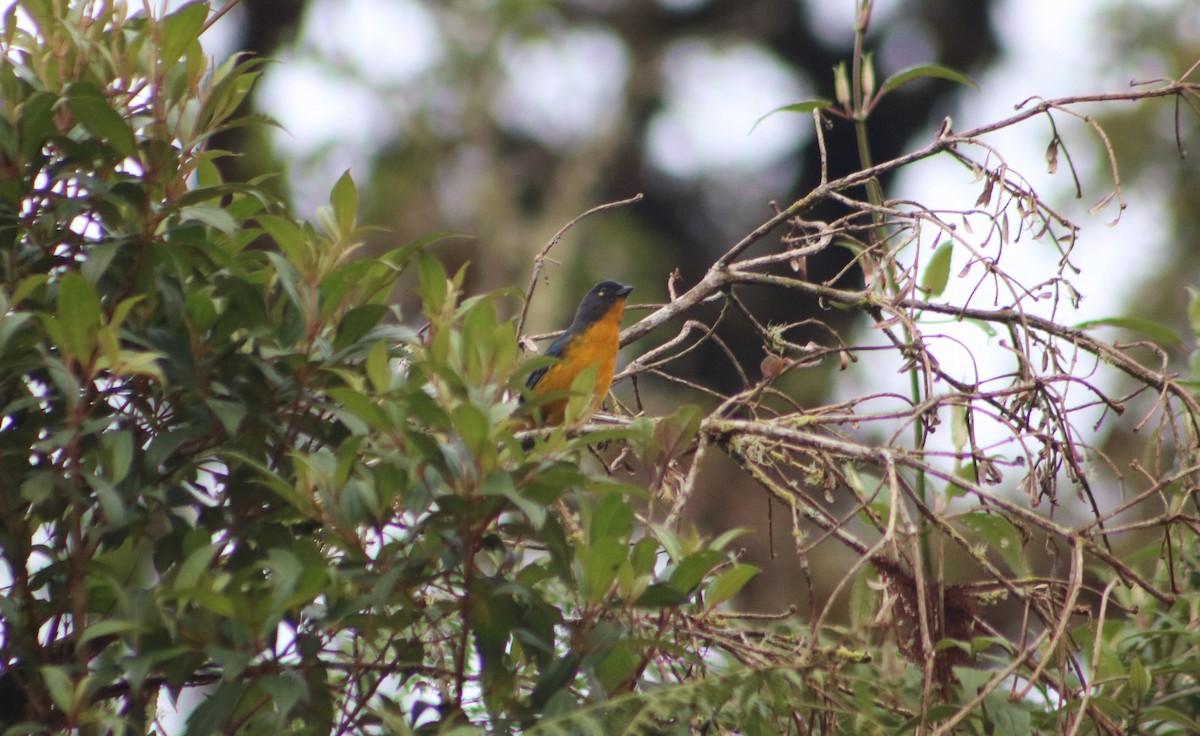 Lacrimose Mountain Tanager - ML636216386