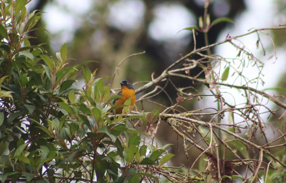Lacrimose Mountain Tanager - ML636216391