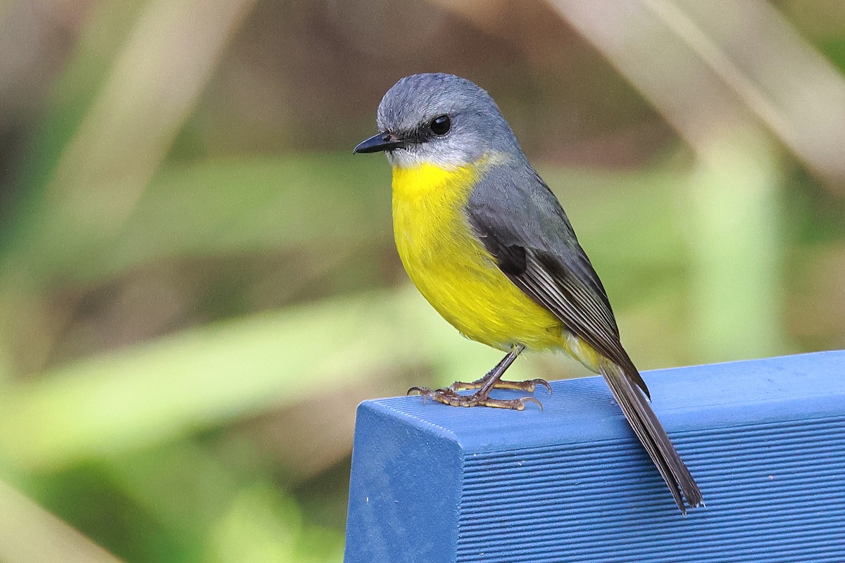 Eastern Yellow Robin - ML636216625