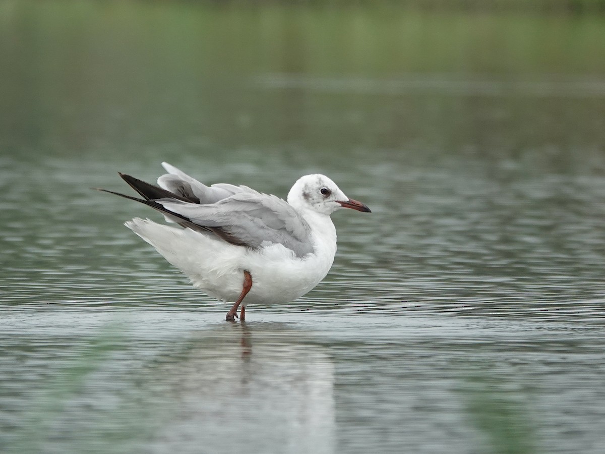 Brown-headed Gull - ML636216738