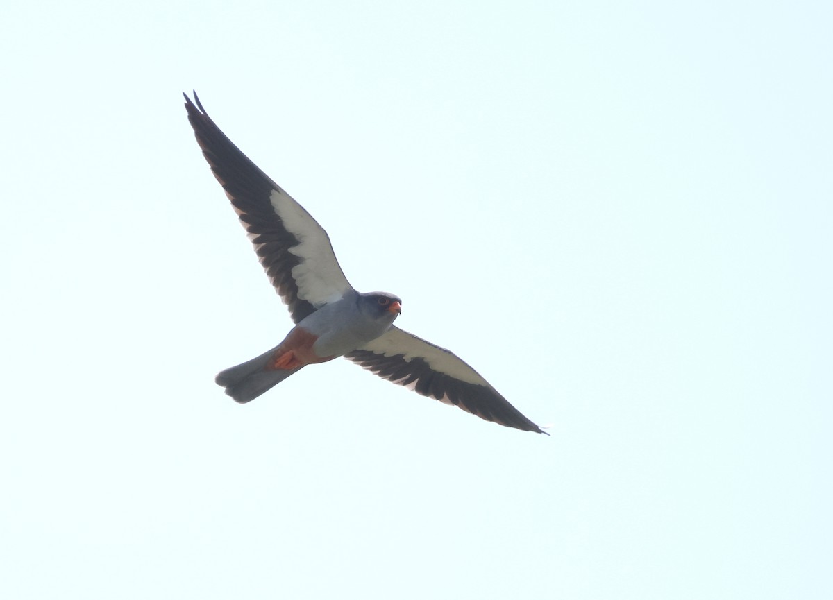 Amur Falcon - ML636216751