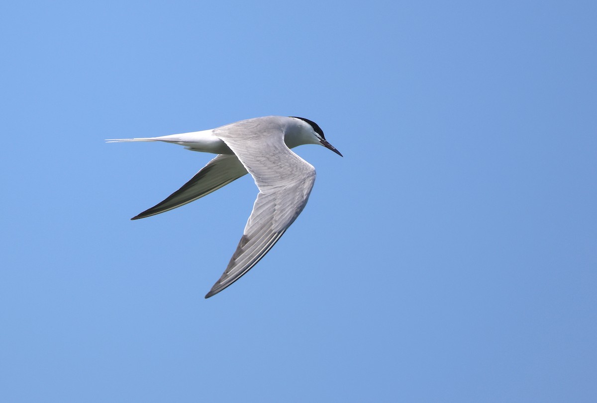Common Tern - ML636216758