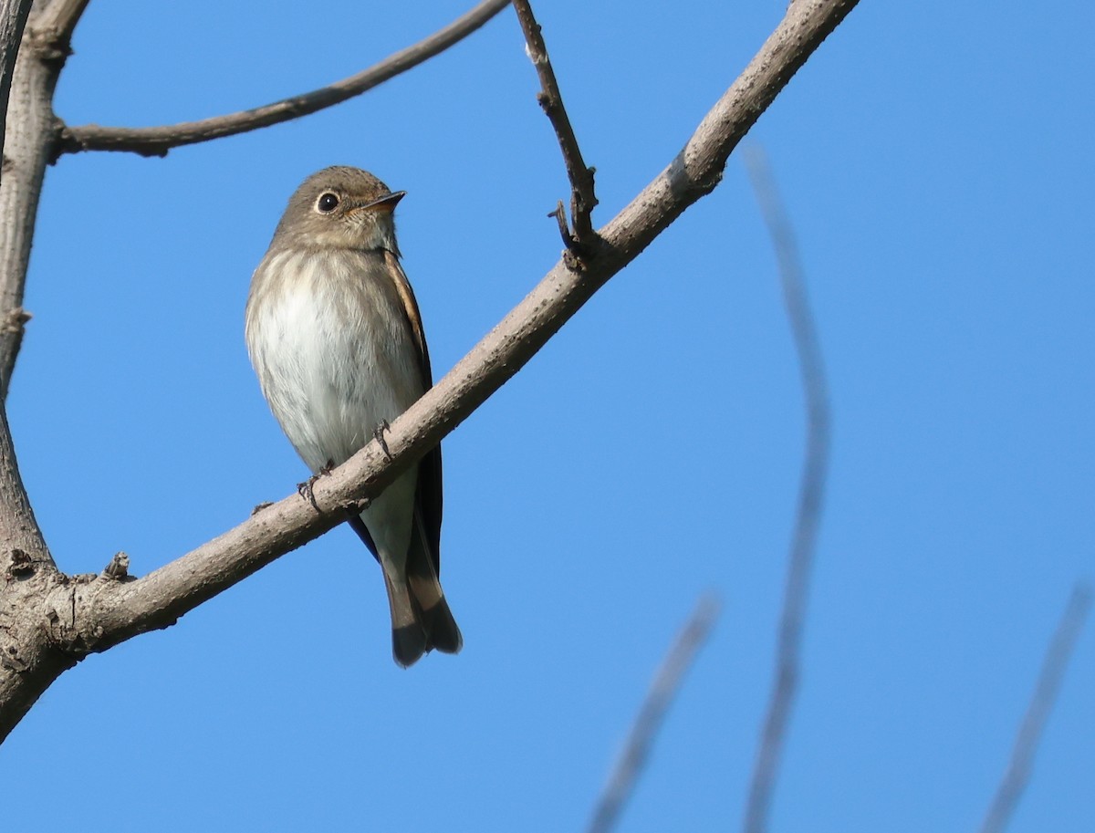 Dark-sided Flycatcher - ML636216764