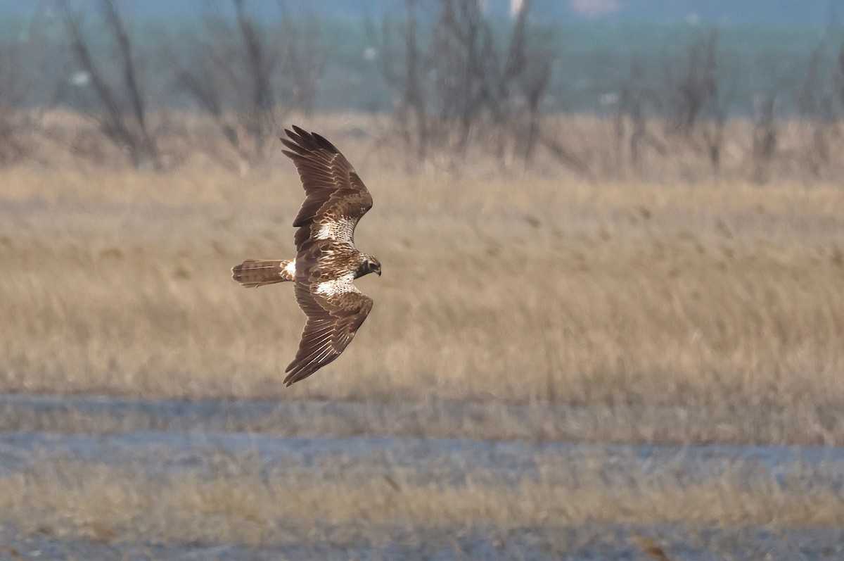 Eastern Marsh Harrier - ML636216768