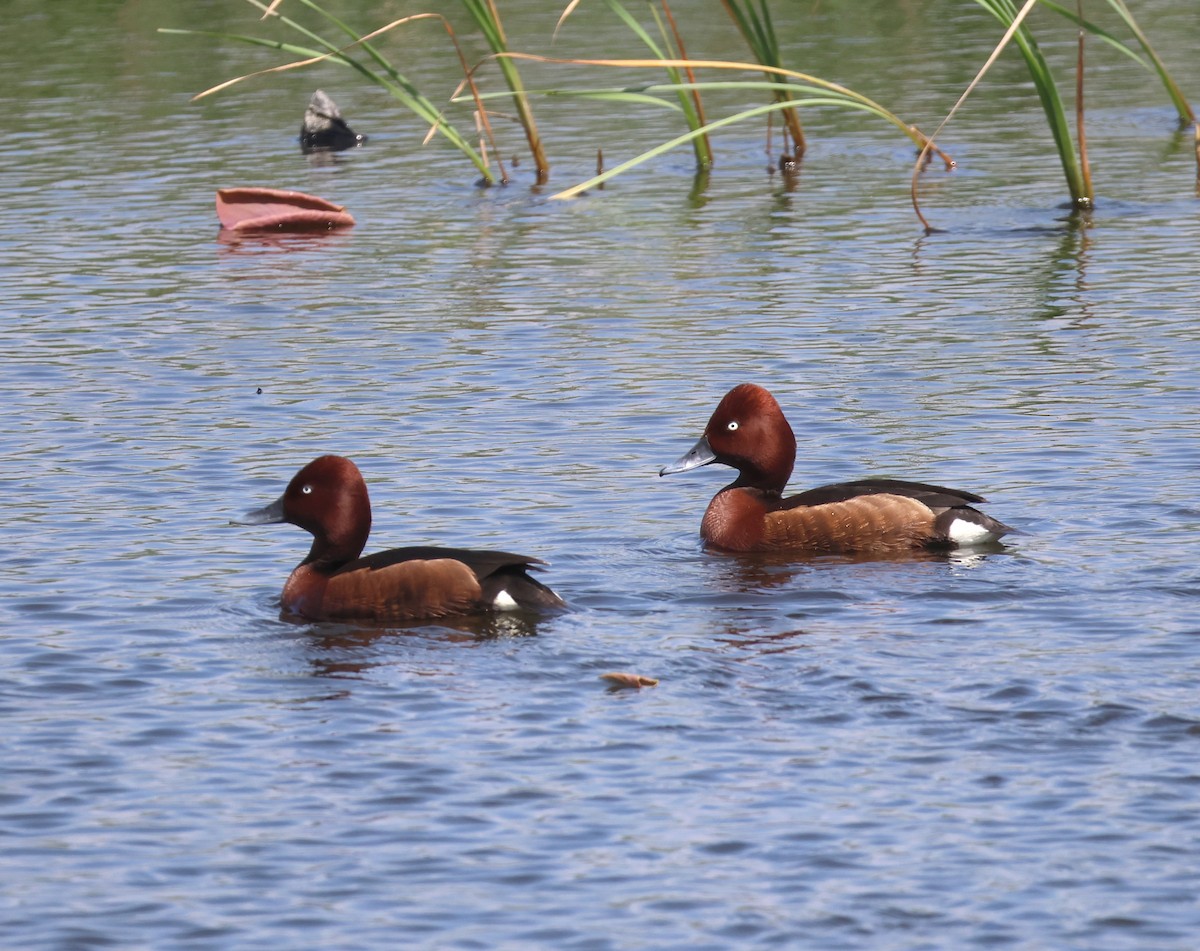 Ferruginous Duck - ML636216770