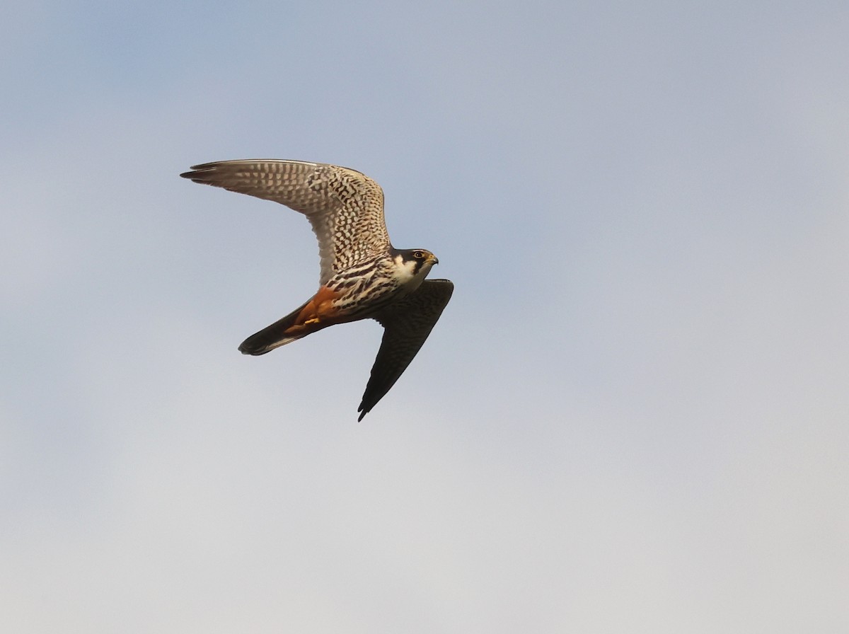 Eurasian Hobby - ML636216773