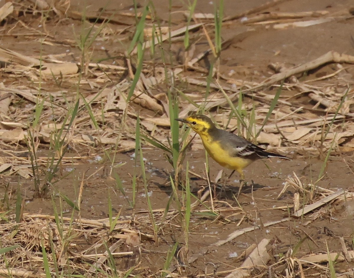 Citrine Wagtail - ML636216793