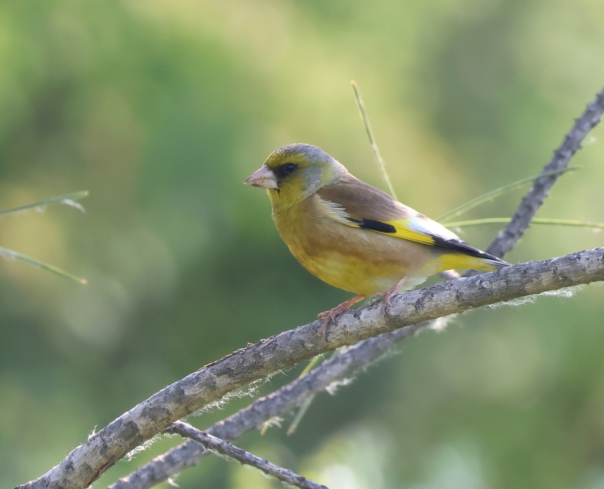 Oriental Greenfinch - ML636216798