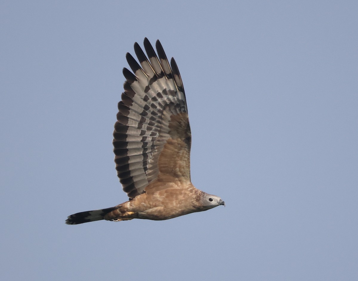 Oriental Honey-buzzard - ML636216813