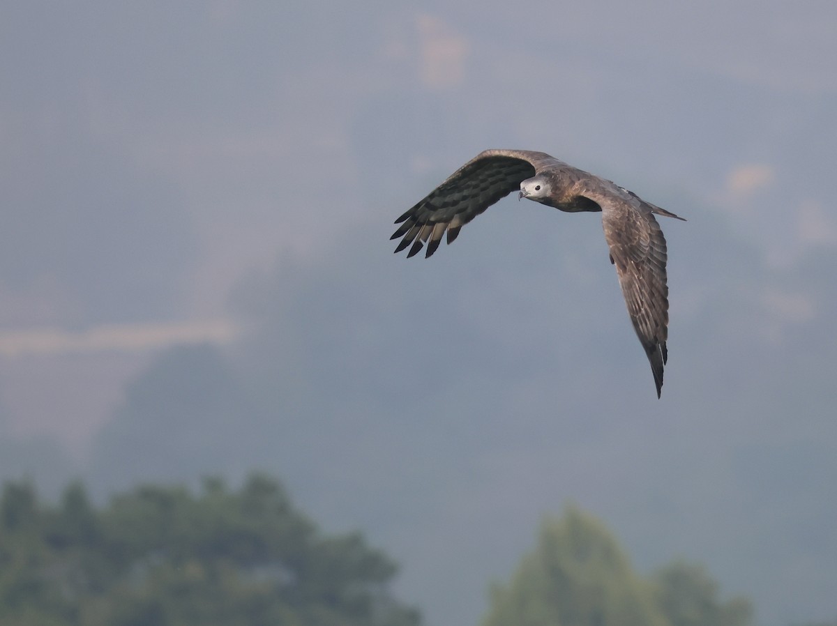 Oriental Honey-buzzard - ML636216814