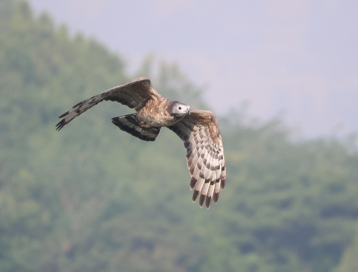 Oriental Honey-buzzard - ML636216816