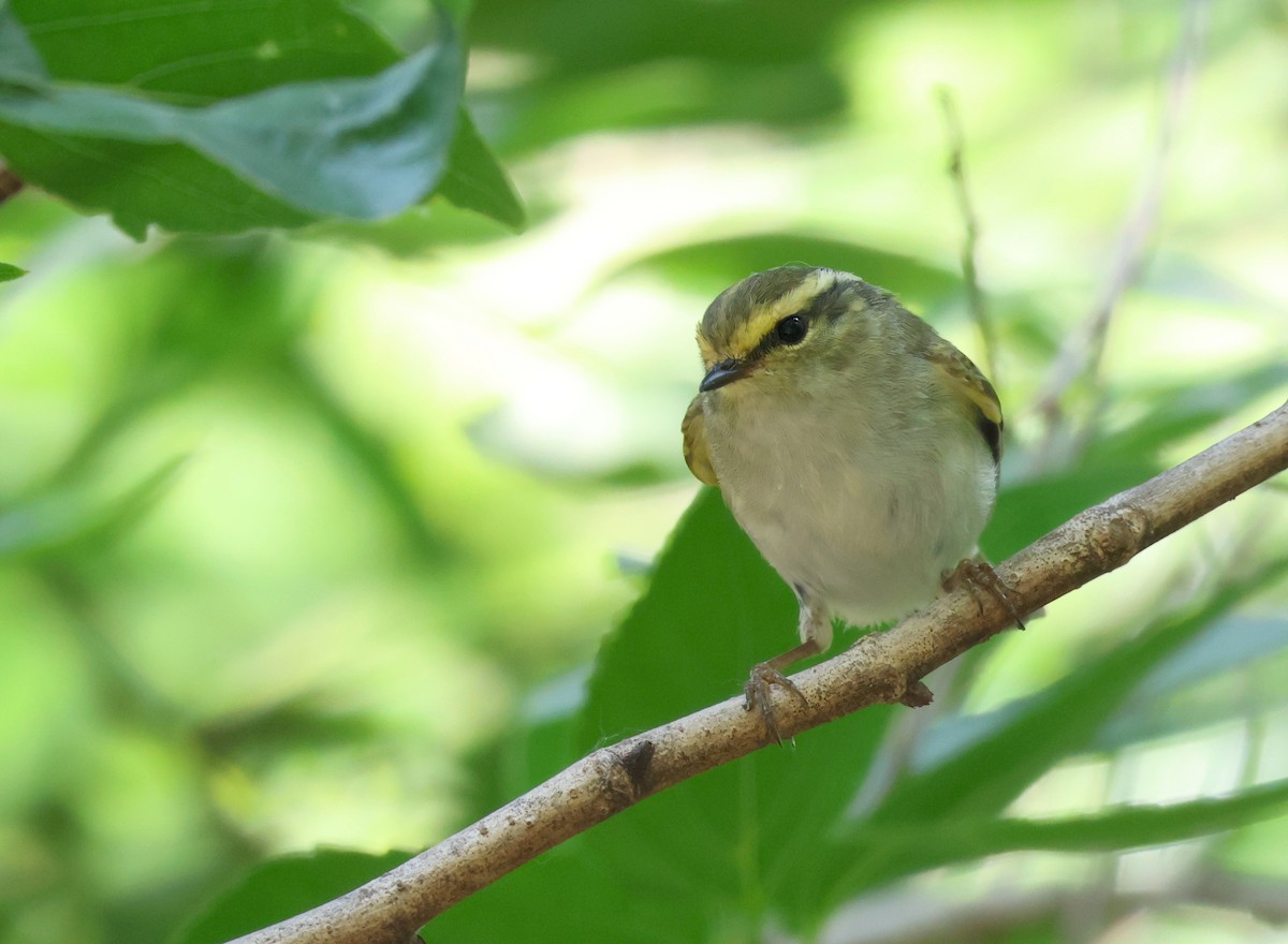 Pallas's Leaf Warbler - ML636216826