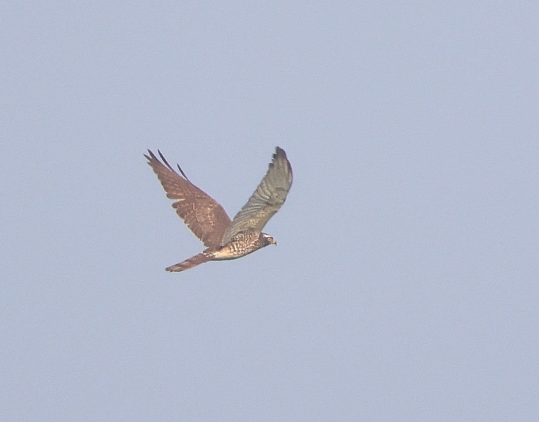 Gray-faced Buzzard - ML636216830