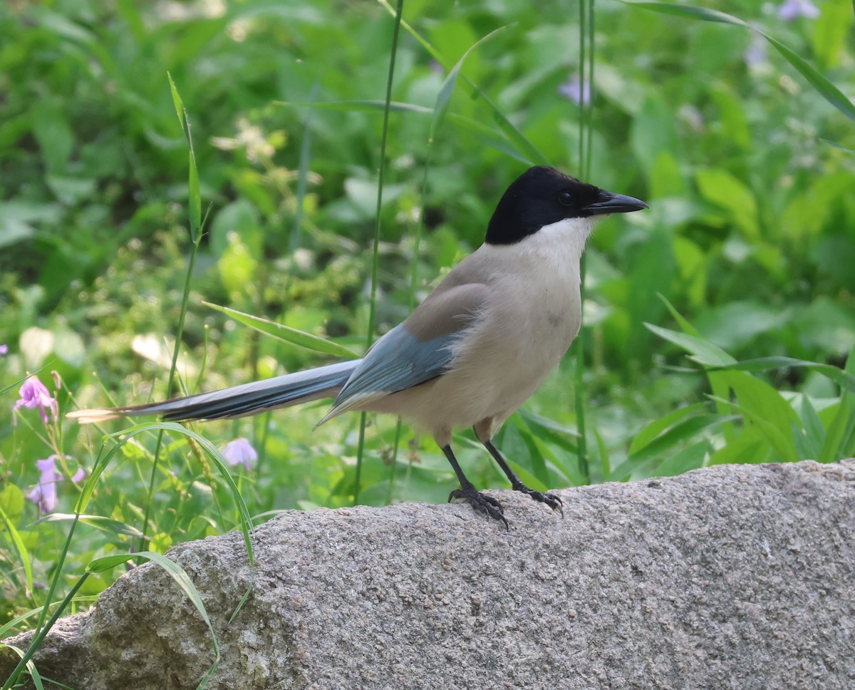 Azure-winged Magpie - ML636216835