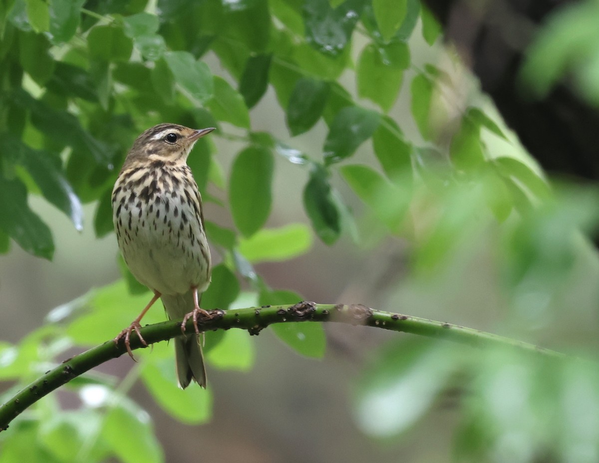 Olive-backed Pipit - ML636216842