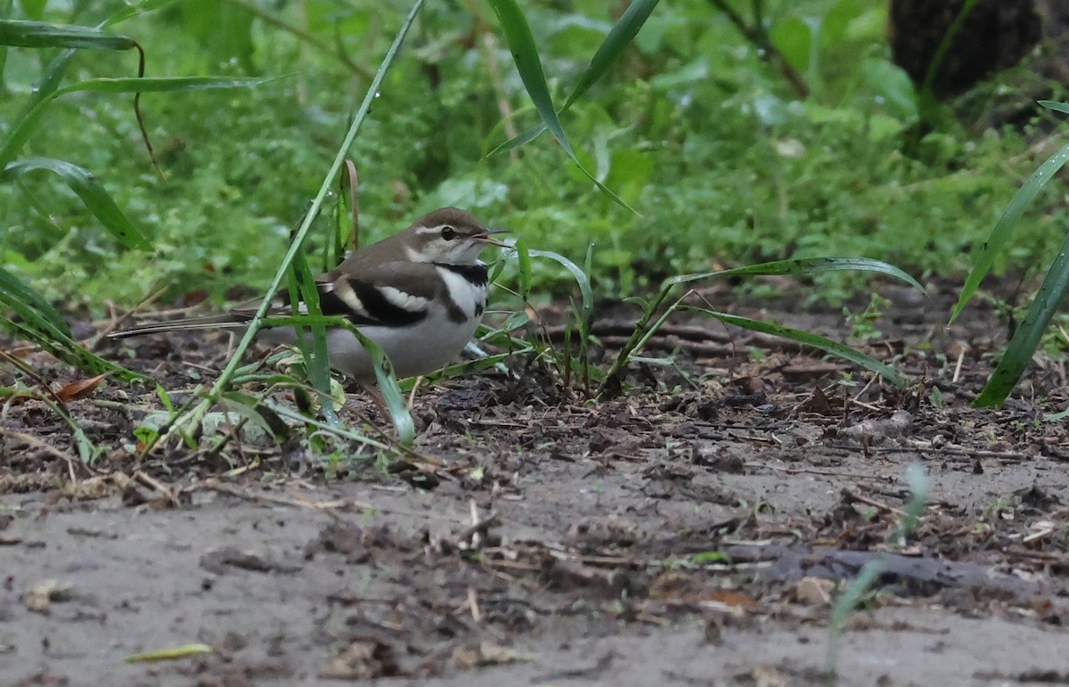 Forest Wagtail - ML636216844