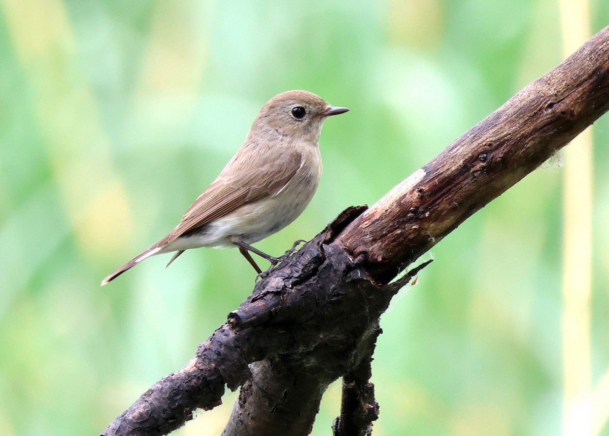 Taiga Flycatcher - ML636216847