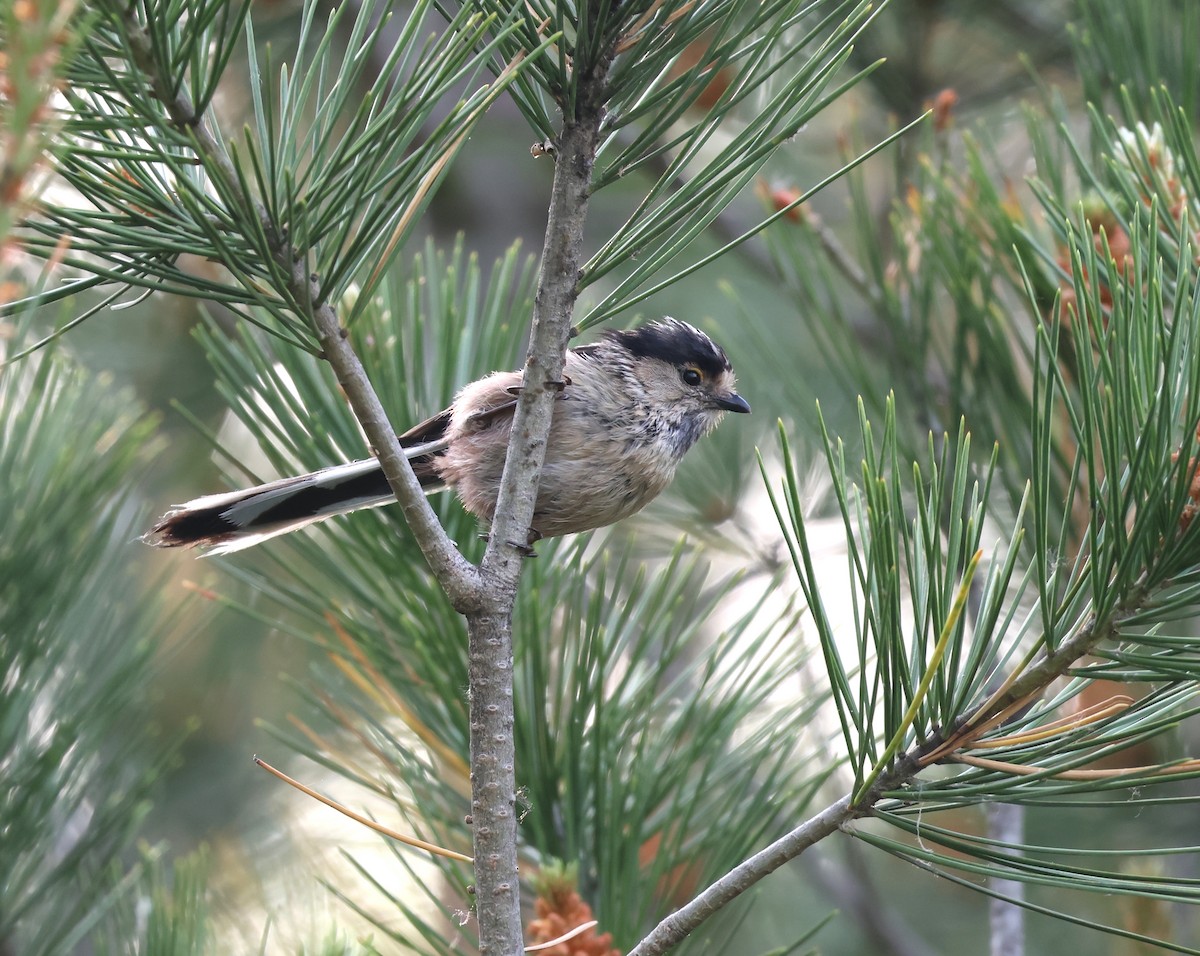 Silver-throated Tit - ML636216854