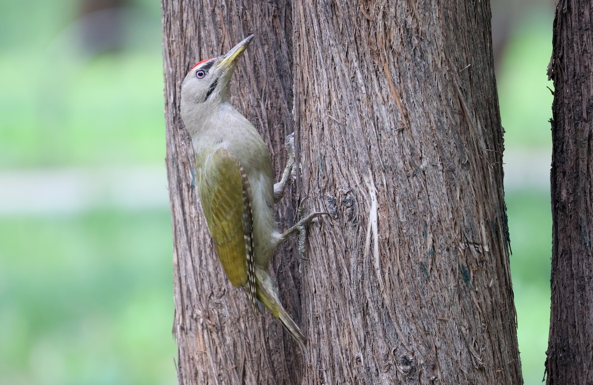 Gray-headed Woodpecker - ML636216860
