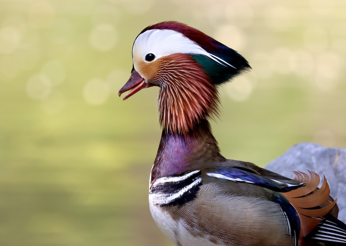 Mandarin Duck - ML636216872
