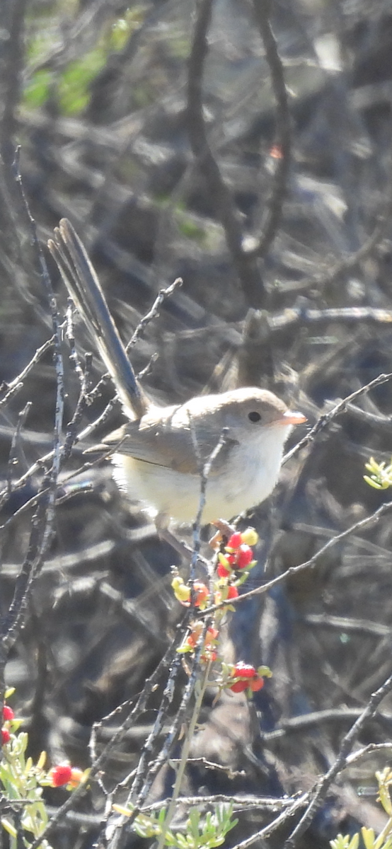 White-winged Fairywren - ML636216953