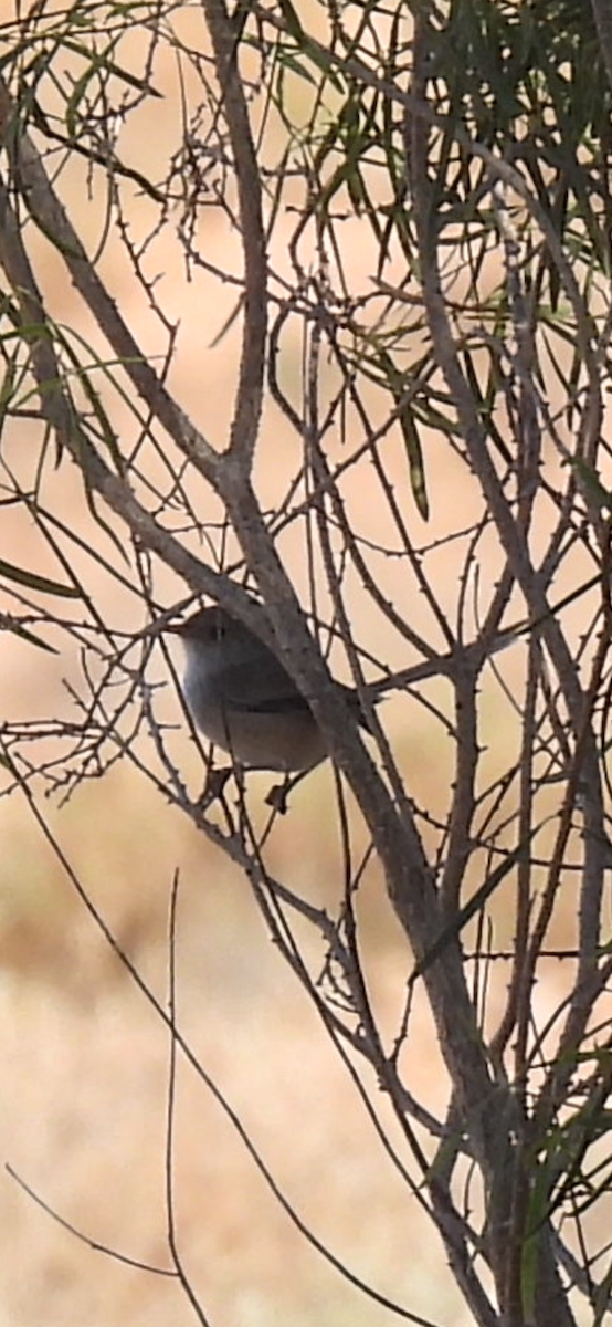Splendid Fairywren - ML636217014