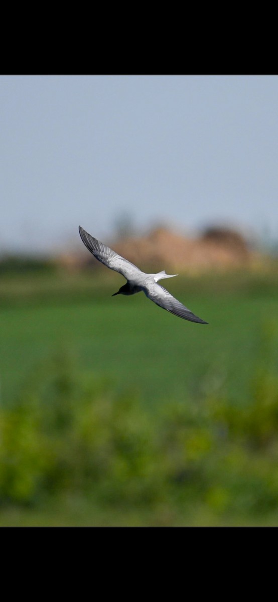 Хилэн хараалай - ML636217034